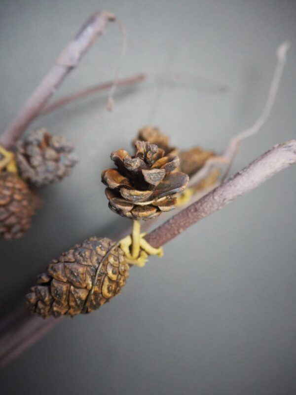 Branch - Image 3