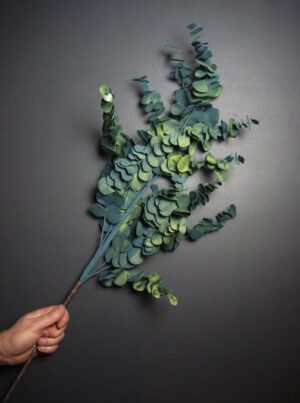 Eucalyptus Branch