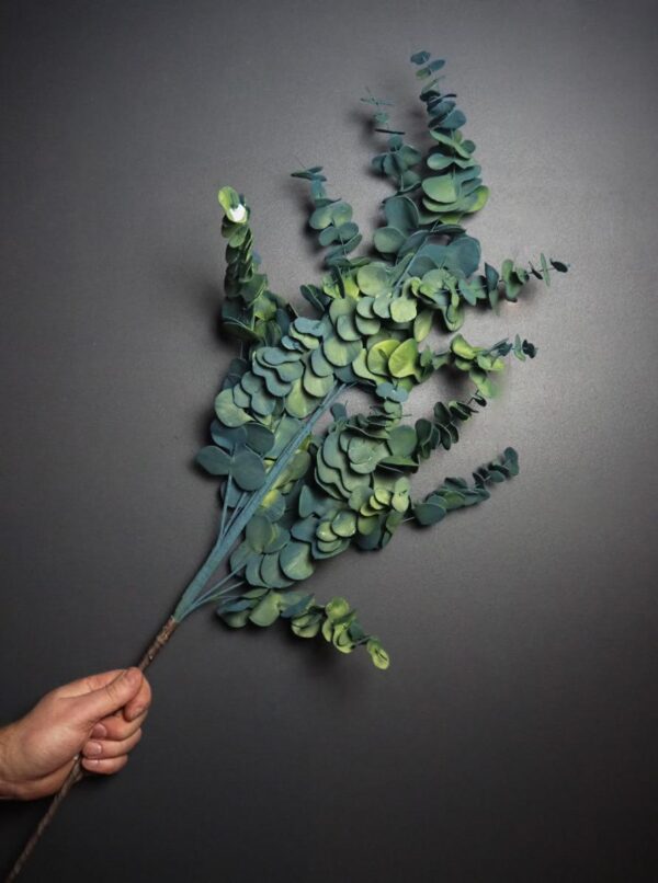 Eucalyptus Branch