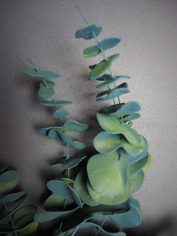 Eucalyptus Branch - Image 3