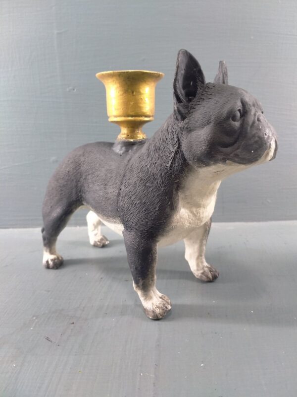 French Bulldog black & white with GL CH