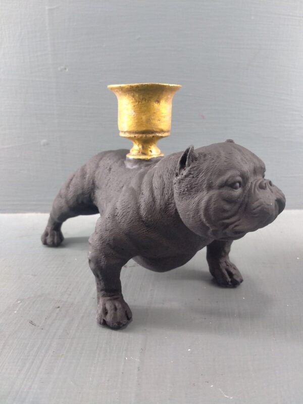 American Bully matt black with GL CH