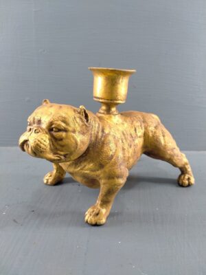American Bully Goldleaf with CH