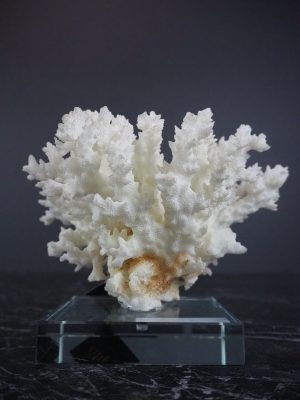 The Capri coral table piece