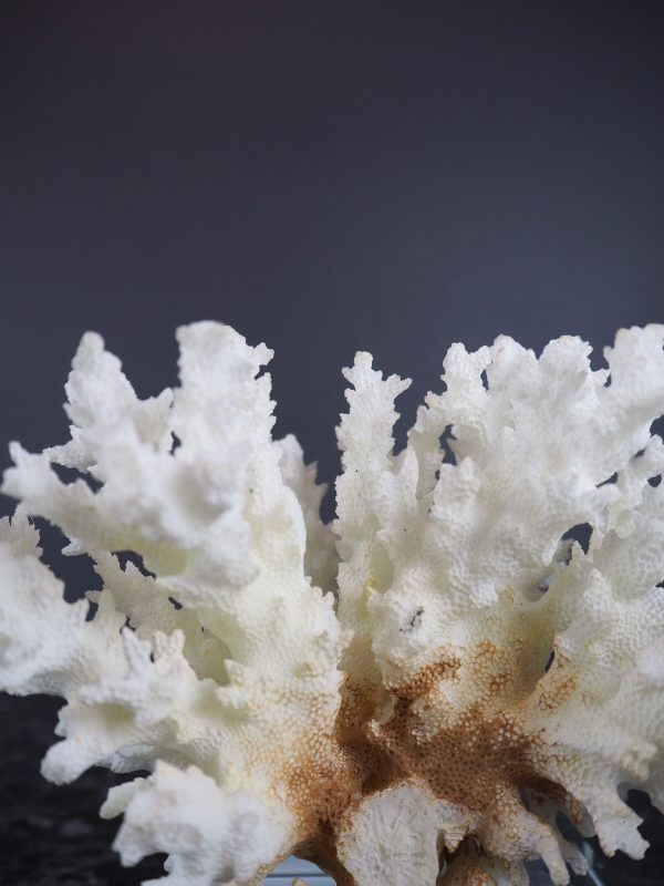 The Capri coral table piece - Image 4