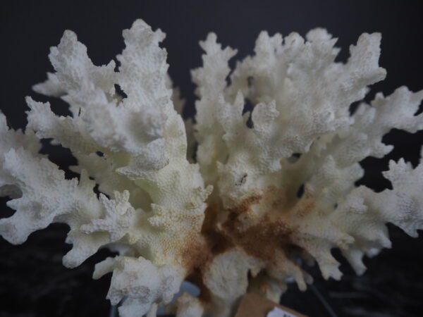 The Capri coral table piece - Image 3