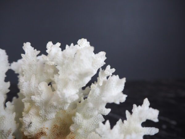 The Capri coral table piece - Image 2