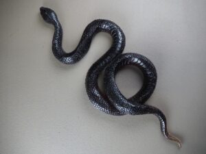 Clear snake T.top black finish