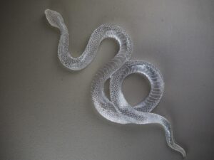 Clear snake T.top