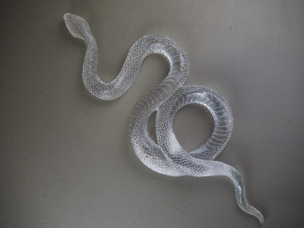Clear snake T.top