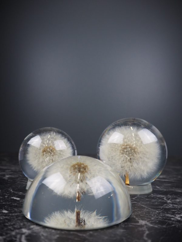 Dandelion - Light bulb Large - Image 4