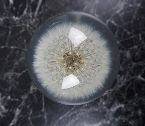 Dandelion - Light bulb Large - Image 2