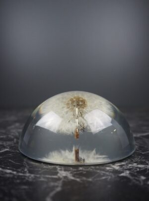 Dandelion - Half round