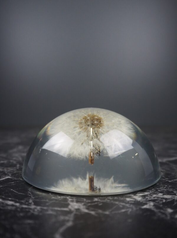 Dandelion - Half round