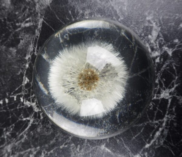 Dandelion - Half round - Image 2