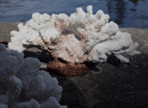CORAL