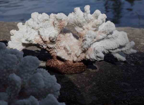 CORAL