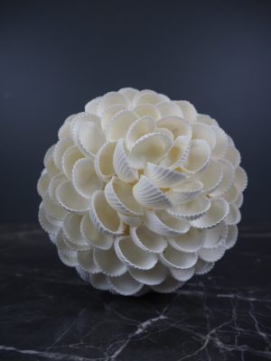 Clam Rose Ball Shell 6"f