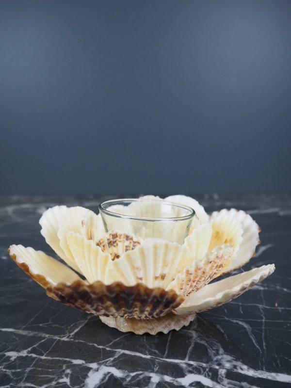 Radiola Shell Tealight 6"