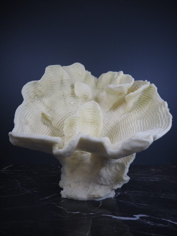 Coral