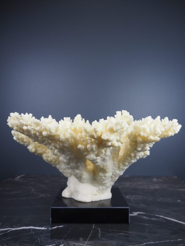 Coral