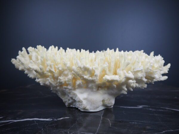 Coral - Image 2