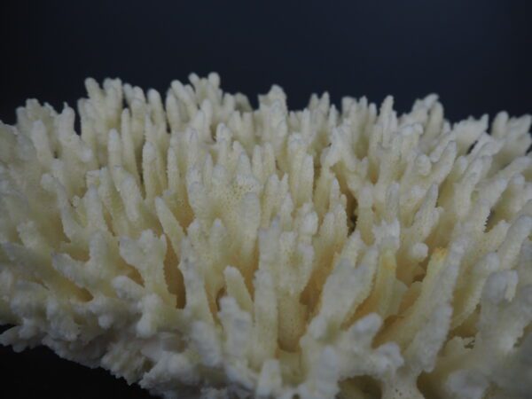 Coral - Image 3