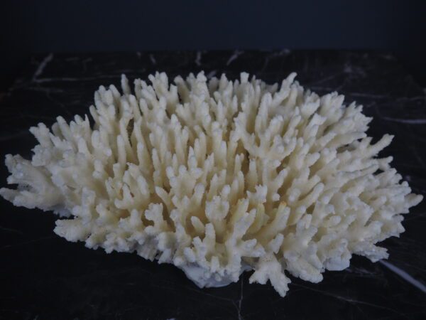 Coral - Image 4