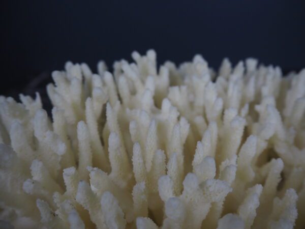 Coral - Image 5