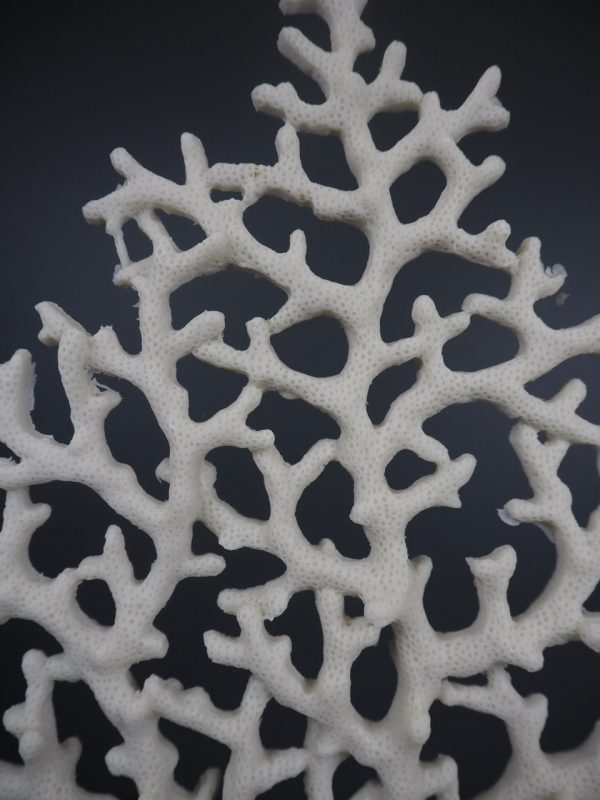 Coral - Image 2