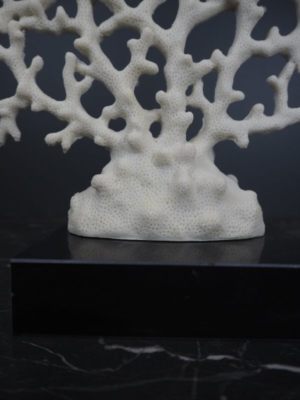 Coral - Image 3