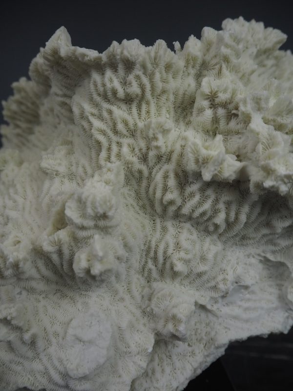 Coral - Image 2