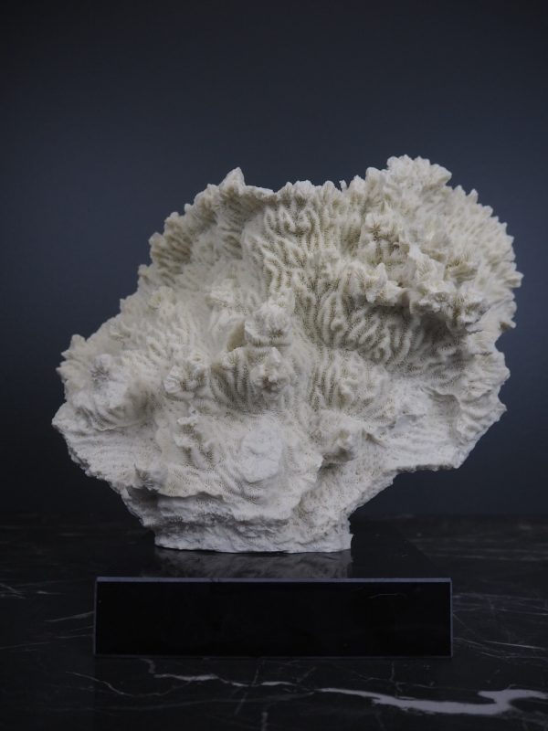 Coral - Image 3
