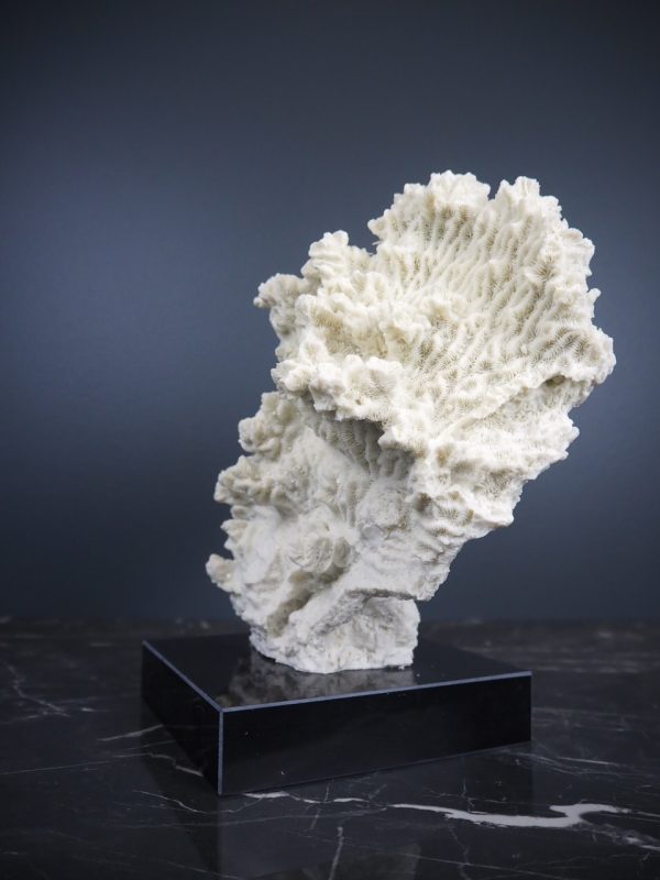 Coral - Image 4