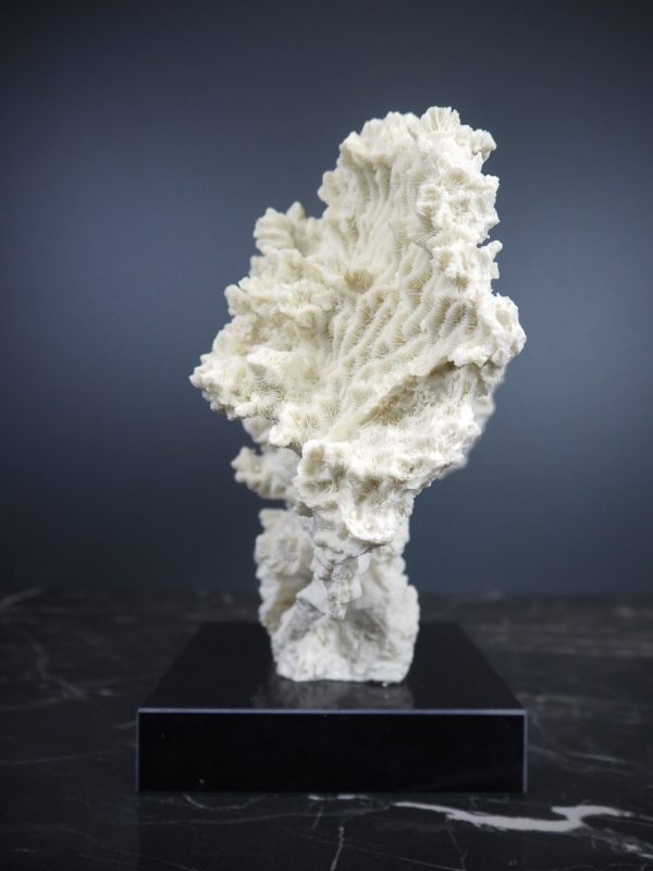 Coral - Image 5