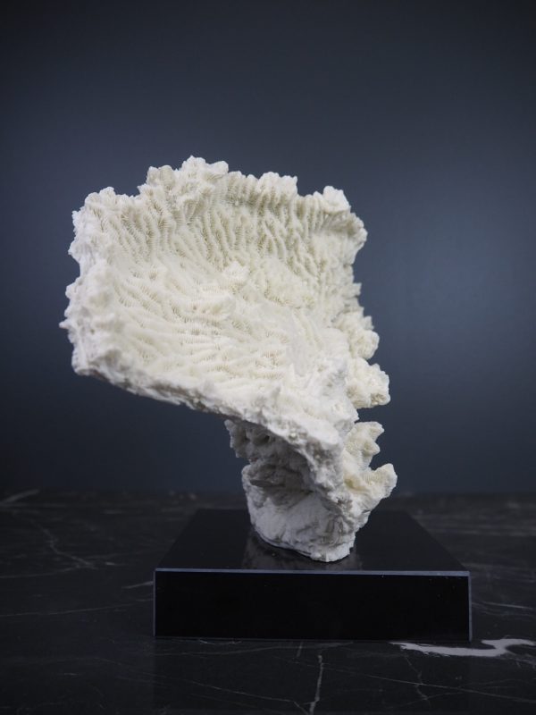 Coral - Image 6