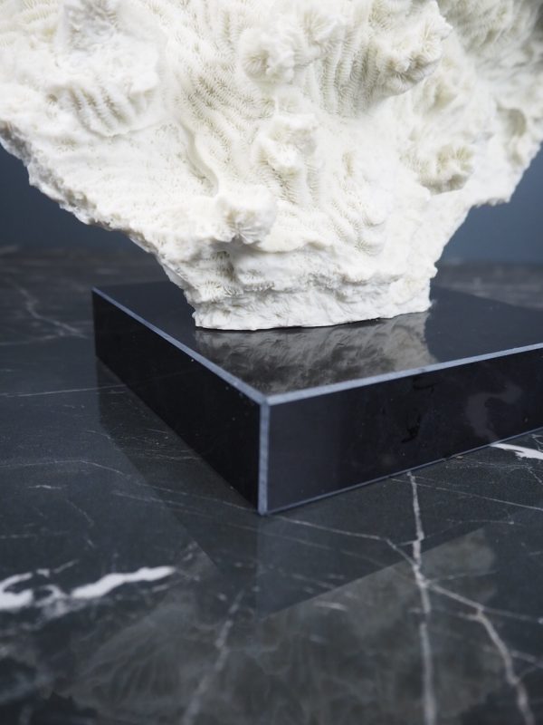 Coral - Image 7