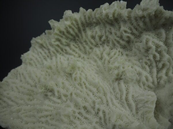 Coral - Image 8