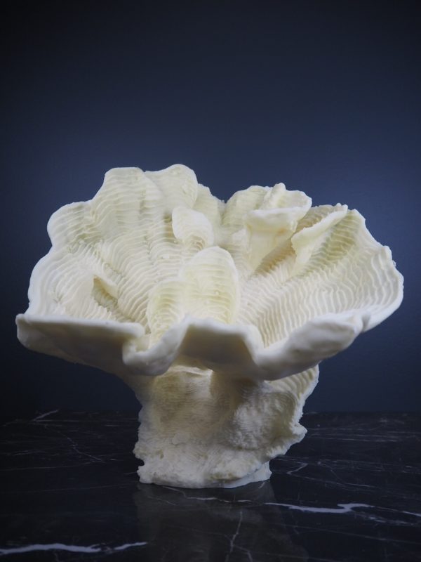 Coral - Image 2