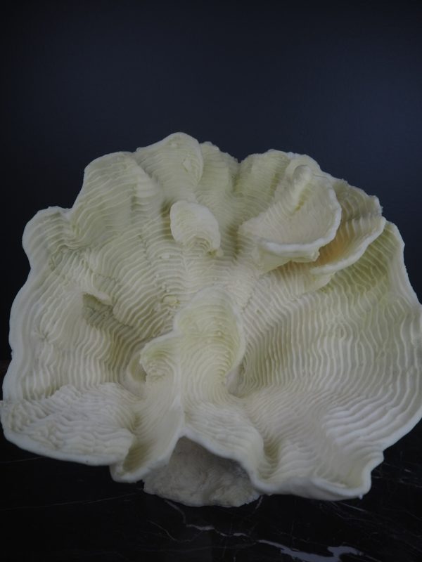 Coral - Image 3