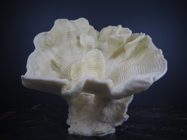 Coral - Image 4