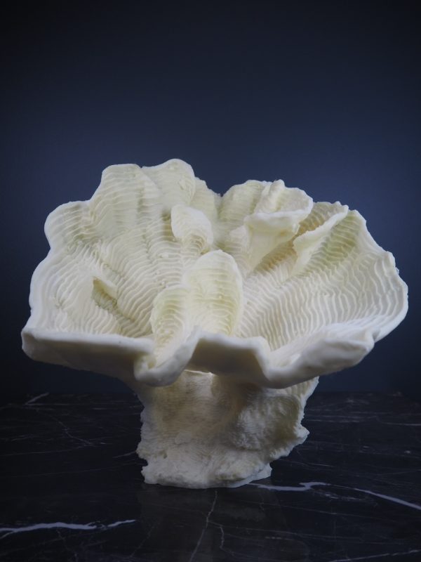 Coral - Image 5
