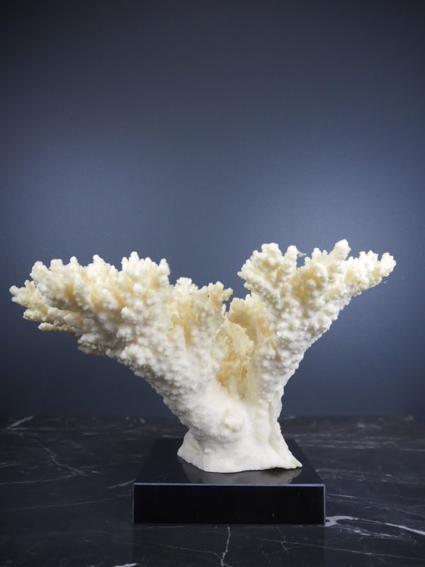 Coral - Image 2