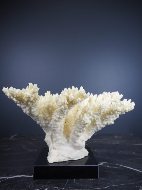 Coral - Image 3