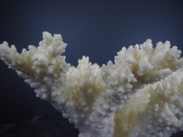 Coral - Image 4