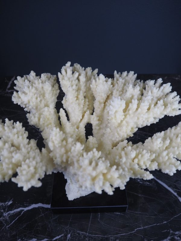 Coral - Image 5