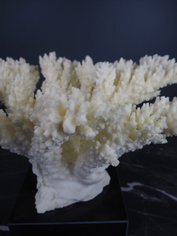 Coral - Image 6