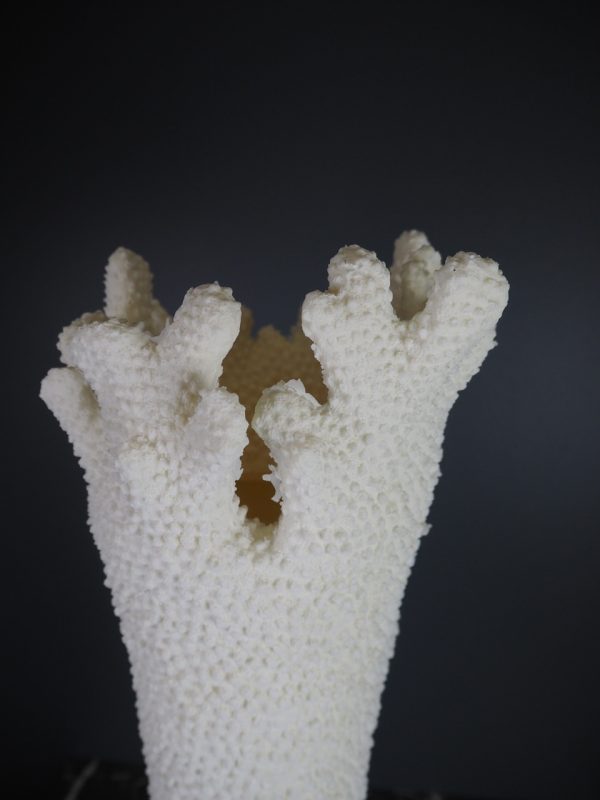 Coral table vase - Image 4