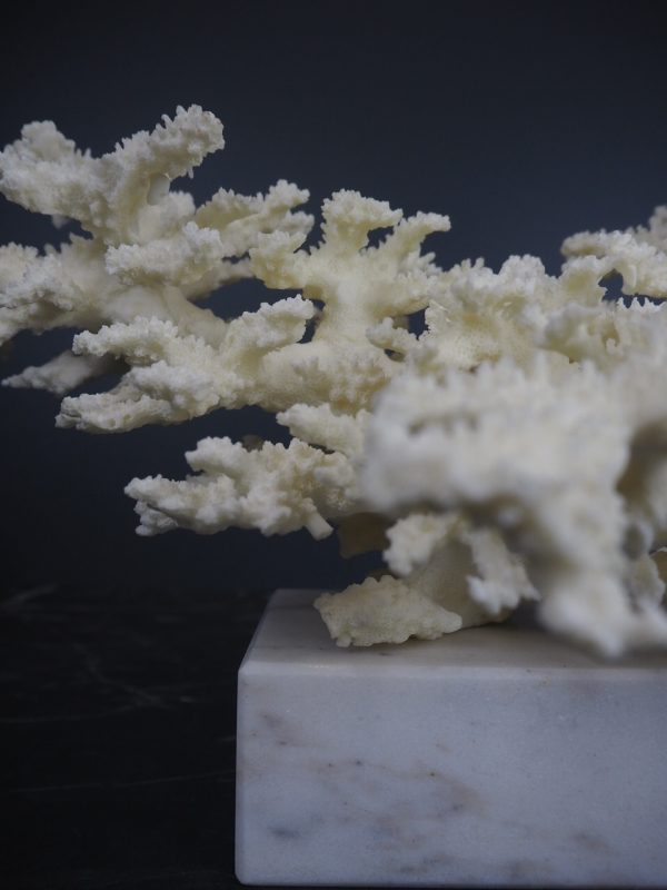 Coral - Image 2