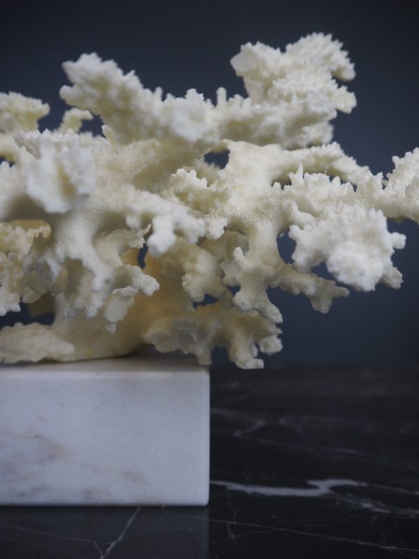 Coral - Image 3